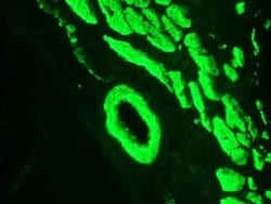 Invitrogen Smoothelin Monoclonal Antibody (R4A) 100 &mu;L; Unconjugated:Antibodies,