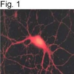 Invitrogen SNAP25 Polyclonal Antibody 100 &mu;L | Buy Online | Invitrogen&trade; | Fisher Scientific