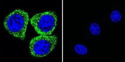 ATP1A1 Monoclonal Antibody (M7-PB-E9), Invitrogen 400 &mu;L; Unconjugated:Antibodies,