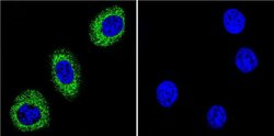 ATP1A1 Monoclonal Antibody (M7-PB-E9), Invitrogen 400 &mu;L; Unconjugated:Antibodies,