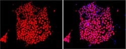 Invitrogen SOX2 Polyclonal Antibody:Antibodies:Primary Antibodies