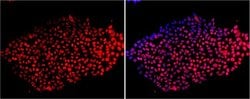 Invitrogen SOX2 Polyclonal Antibody:Antibodies:Primary Antibodies