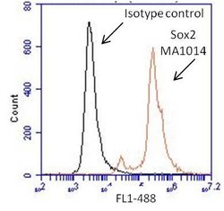 Invitrogen SOX2 Monoclonal Antibody (20G5) 100 &mu;g; Unconjugated:Antibodies,
