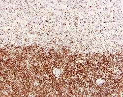 Invitrogen SOX2 Monoclonal Antibody (20G5) 100 &mu;g; Unconjugated:Antibodies,