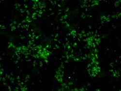 Invitrogen SOX2 Monoclonal Antibody (20G5) 100 &mu;g; Unconjugated:Antibodies,