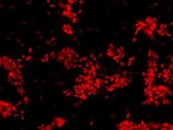 Invitrogen SOX2 Polyclonal Antibody:Antibodies:Primary Antibodies
