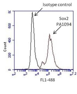 Invitrogen SOX2 Polyclonal Antibody:Antibodies:Primary Antibodies