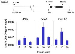 Invitrogen SOX2 Monoclonal Antibody (20G5) 100 &mu;g; Unconjugated:Antibodies,
