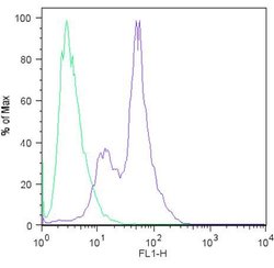 Invitrogen SOX2 Monoclonal Antibody (20G5) 100 &mu;g; Unconjugated:Antibodies,