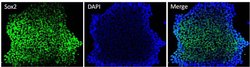 Invitrogen SOX2 Monoclonal Antibody (20G5) 100 &mu;g; Unconjugated:Antibodies,