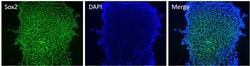 Invitrogen SOX2 Monoclonal Antibody (20G5) 100 &mu;g; Unconjugated:Antibodies,
