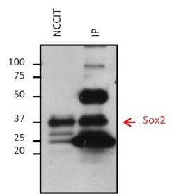 Invitrogen SOX2 Monoclonal Antibody (20G5) 100 &mu;g; Unconjugated:Antibodies,
