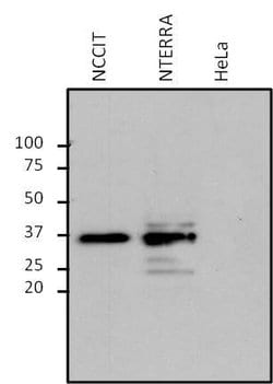Invitrogen SOX2 Monoclonal Antibody (20G5) 100 &mu;g; Unconjugated:Antibodies,