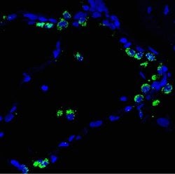 Invitrogen SFTPB Monoclonal Antibody (SPB02 (1B9)) 100 &mu;g; Unconjugated:Antibodies,