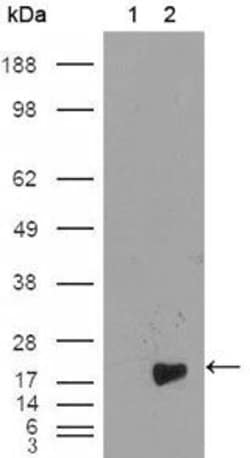 Invitrogen Survivin Monoclonal Antibody (2H5H2) 100 &mu;L; Unconjugated:Antibodies,