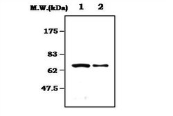 Syk Mouse anti-Human, Clone: 8H5, Invitrogen 100 &mu;L; Unconjugated:Antibodies,