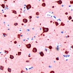 Syntaxin 1 Rabbit anti-Human, Mouse, Clone: SP36, Invitrogen 500 &mu;L;