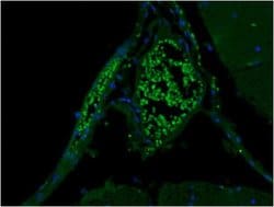Invitrogen Syntaxin 1 Monoclonal Antibody (SP8) 200 &mu;g; Unconjugated:Antibodies,