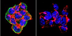 Invitrogen SNTB2 Monoclonal Antibody (1351) 100 &mu;g; Unconjugated:Antibodies,