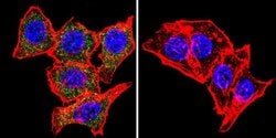 Invitrogen SNTB2 Monoclonal Antibody (1351) 100 &mu;g; Unconjugated:Antibodies,