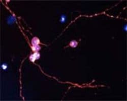 Synaptophysin Polyclonal Antibody, Invitrogen 100 &mu;L; Unconjugated:Anticorps,