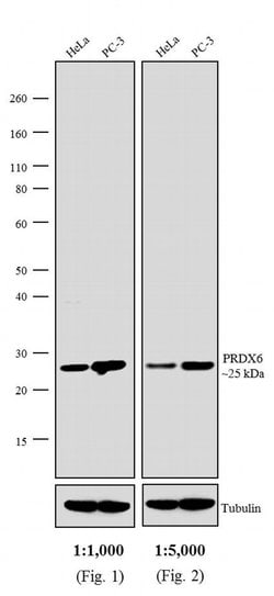 Invitrogen Goat anti-Rabbit IgG (H+L) Secondary Antibody, AP 100 &mu;L;