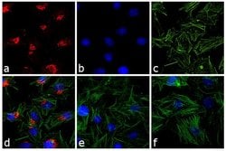 Invitrogen Goat anti-Rabbit IgG (H+L) Cross-Adsorbed Secondary Antibody,