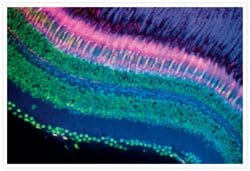Invitrogen Goat anti-Mouse IgG (H+L) Cross-Adsorbed Secondary Antibody,