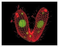 Invitrogen Goat anti-Mouse IgG (H+L) Cross-Adsorbed Secondary Antibody,