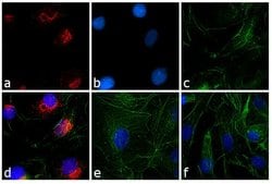 Invitrogen™ Goat anti-Rabbit IgG (H+L) Cross-Adsorbed Secondary Antibody, Texas Red-X