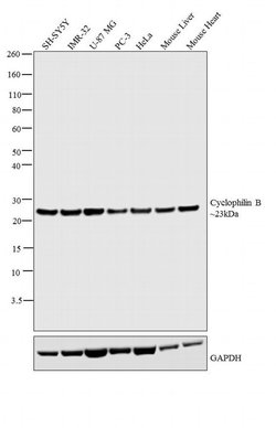Invitrogen Cyclophilin B Polyclonal Antibody 100 &mu;g; Unconjugated:Antibodies,