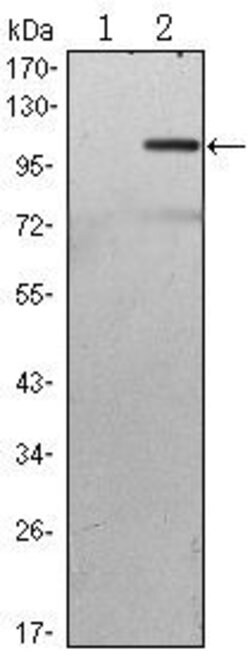 Invitrogen TAB2 Monoclonal Antibody (3B5) 100 &mu;L; Unconjugated:Antibodies,
