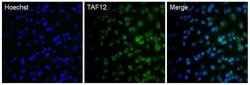 Invitrogen TAF12 Monoclonal Antibody (22TA-2A1) 50 &mu;L; Unconjugated:Antibodies,