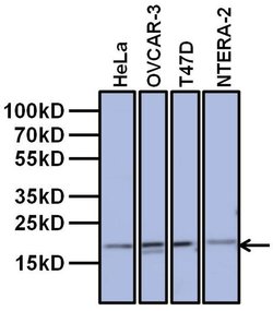 Invitrogen TAF12 Monoclonal Antibody (22TA-2A1) 50 &mu;L; Unconjugated:Antibodies,