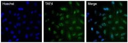 Invitrogen TAF4 Monoclonal Antibody (20TA-1B12) 50 &mu;L; Unconjugated:Antibodies,