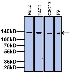 Invitrogen TAF4 Monoclonal Antibody (20TA-1B12) 50 &mu;L; Unconjugated:Antibodies,