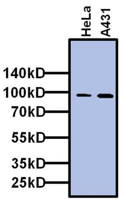Invitrogen TAF5 Monoclonal Antibody (1TA-1C2) 50 &mu;L; Unconjugated:Antibodies,