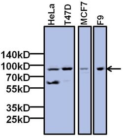 Invitrogen TAF6 Monoclonal Antibody (25TA-2G7) 50 &mu;L; Unconjugated:Antibodies,