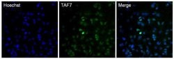 Invitrogen™ TAF7 Monoclonal Antibody (19TA-2C7)