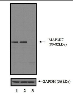 Invitrogen TAK1 Polyclonal Antibody 100 &mu;L; Unconjugated:Antibodies,