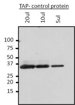 Invitrogen TAP Tag Monoclonal Antibody (22F12-1E3) 50 &mu;g; Unconjugated:Antibodies,