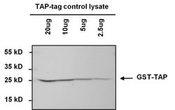 Invitrogen TAP Tag Monoclonal Antibody (22F12-1E3) 50 &mu;g; Unconjugated:Antibodies,