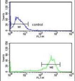 beta Tubulin Rabbit anti-Human, Non-human primate, Rat, Polyclonal, Invitrogen