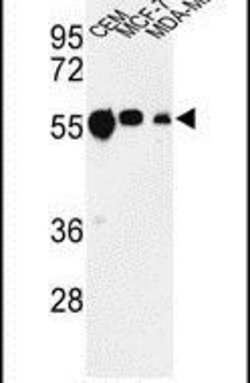 beta Tubulin Rabbit anti-Human, Non-human primate, Rat, Polyclonal, Invitrogen