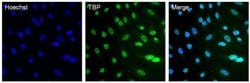 Invitrogen™ TBP Monoclonal Antibody (3TF1-3G3)