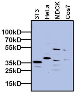 Invitrogen TBP Monoclonal Antibody (3TF1-3G3) 50 &mu;L; Unconjugated:Antibodies,