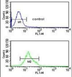 TCHP Rabbit anti-Human, Polyclonal, Invitrogen 400 &mu;L; Unconjugated:Antibodies,