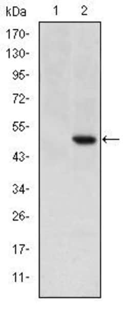 Invitrogen Cripto Monoclonal Antibody (3A6) 100 &mu;L; Unconjugated:Antibodies,