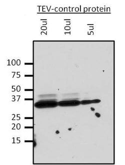 TEV Cleavage Site Monoclonal Antibody (9A10-4C3), Invitrogen 50 &mu;g;