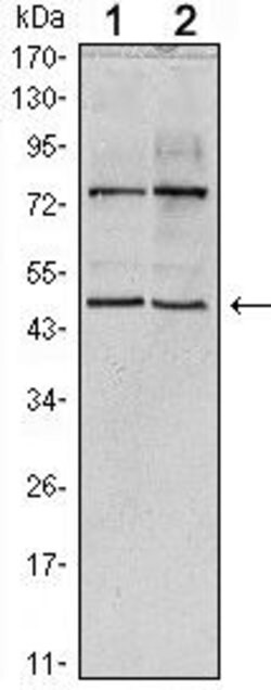 THAP11 Monoclonal Antibody (3F3) 100 &mu;L | Buy Online | Thermo Scientific | Fisher Scientific